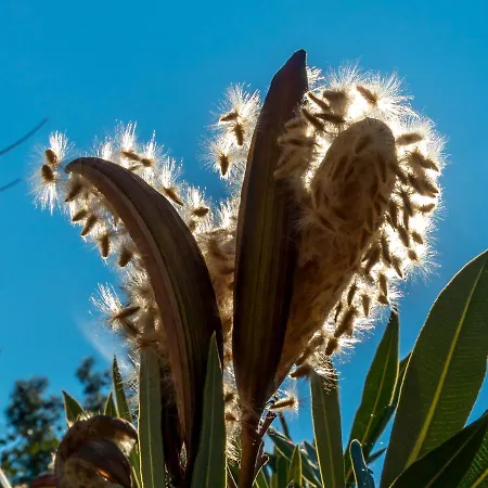 Petunya Boutique 3* Icmeler